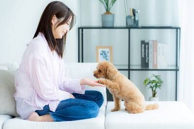 犬に『お手』を教えるメリットとは？　可愛いだけではない日常生活に役立つ理由をご紹介