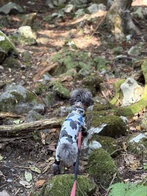 犬と暮らせば【第520話】「分かってる男」