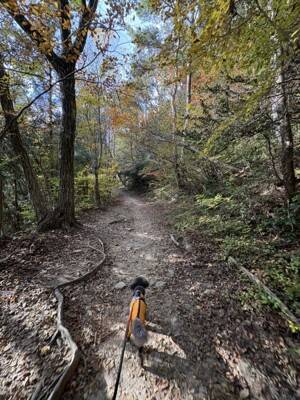 犬と暮らせば【第520話】「分かってる男」