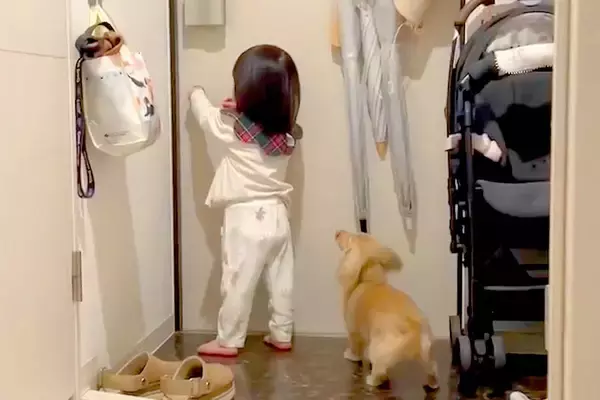 出張からパパが帰宅→小さな女の子と犬が玄関で待ち構えて…泣けるほど幸せな『尊い光景』が558万表示「熱烈歓迎」「早送りみたいｗ」と絶賛