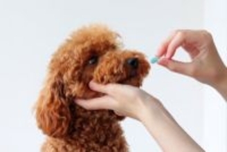 犬に絶対NGな『薬の飲ませ方』５選　飼い主がやりがちな間違った与え方とは？