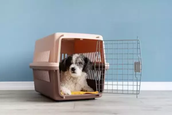 犬を守るために知っておくべき『災害への備え』4つ　必要な防災グッズとは？