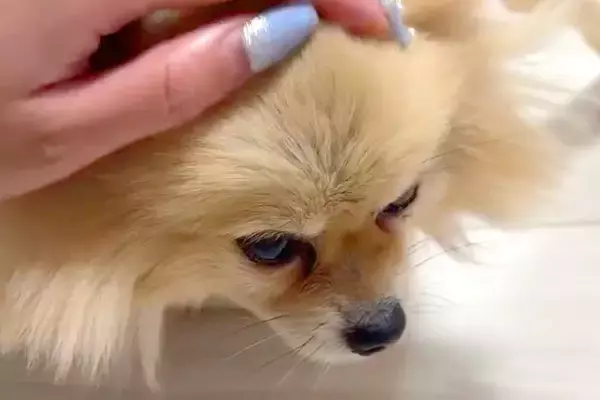 寂しそうな顔の元繁殖犬→1年間、一緒に暮らしたら…思わず泣けてくる『現在の表情』に反響「顔つきが全然違う」「素敵なママに出会ったね」