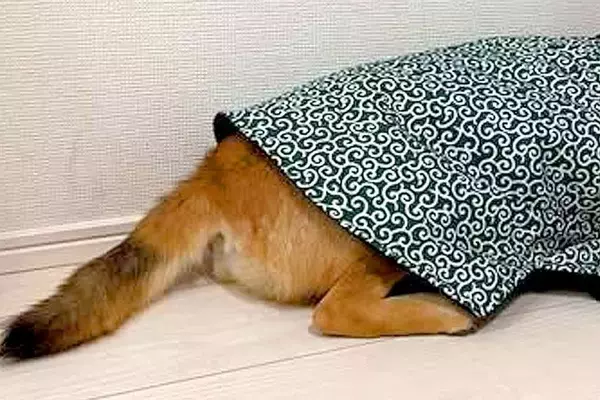 犬を叱った結果、ふてくされてしまい…まるで人間の子どものような『哀愁漂う光景』が48万再生「全身で訴えてて草」「あらら…可愛すぎるｗ」