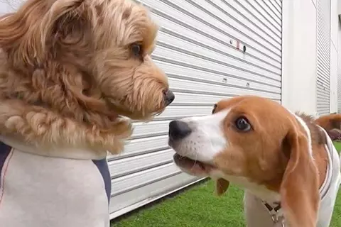 ドッグランに来た『性格が正反対の2匹の犬』→まるで『優等生とヤンキー』のような光景が面白いと反響「やりたい放題で草」「何回見ても爆笑ｗ」