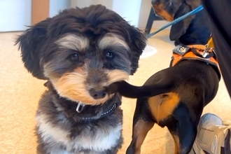 『なんでやねん！』動物病院に来た犬→他の犬のしっぽが…まさかの『理不尽な光景』がシュール過ぎると32万再生「耐えてて草」「愛おしいｗ」