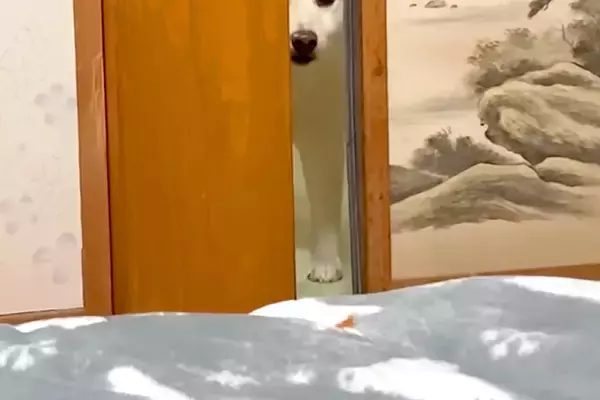 『犬と一緒に寝る約束』をした飼い主→先に寝てたら、気付かれて…わかりやす過ぎる『ふてくされた表情』が54万再生「顔がｗｗ」「もはや人間」