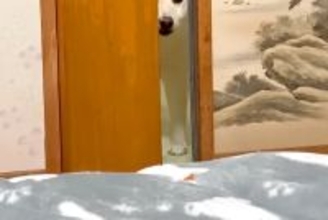 『犬と一緒に寝る約束』をした飼い主→先に寝てたら、気付かれて…わかりやす過ぎる『ふてくされた表情』が54万再生「顔がｗｗ」「もはや人間」