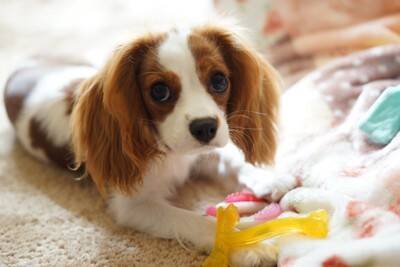 『温厚な性格』の犬種5選　おとなしくて飼いやすいと言われている理由や注意点まで