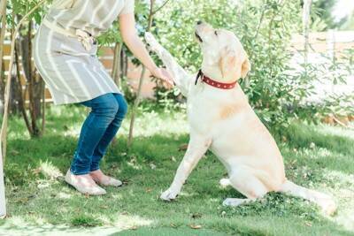 『温厚な性格』の犬種5選　おとなしくて飼いやすいと言われている理由や注意点まで