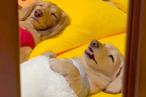 お布団をかけて寝ている2匹の犬…とんでもなく尊い『子供のような寝姿』と『予想外の視線』が97万再生「前世は絶対人間」「吹き出したｗ」