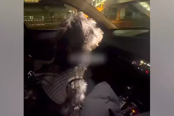 車で『お仕事帰りのママ』をお迎えにきた犬→見つけた瞬間、愛が爆発して…あまりにも尊い『おかえりの歓迎』に反響「疲れ吹っ飛ぶ」「可愛すぎ」