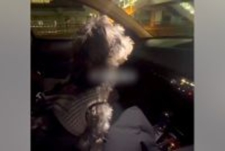 車で『お仕事帰りのママ』をお迎えにきた犬→見つけた瞬間、愛が爆発して…あまりにも尊い『おかえりの歓迎』に反響「疲れ吹っ飛ぶ」「可愛すぎ」