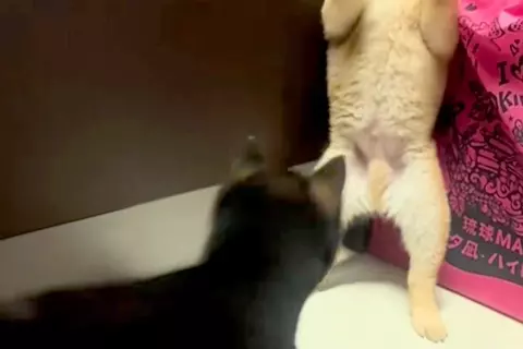 2匹の赤ちゃん犬が『喧嘩をした』結果→1匹が完全に追い詰められて…まさかの『二本足での応戦』に反響「くっそ可愛いｗｗ」「たまらない」