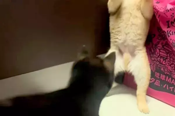 2匹の赤ちゃん犬が『喧嘩をした』結果→1匹が完全に追い詰められて…まさかの『二本足での応戦』に反響「くっそ可愛いｗｗ」「たまらない」