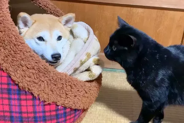 ハウスの中にいる犬に、猫が『僕も入れて』とお願いした結果→無視をしたかと思いきや…あまりにも尊い光景が131万再生「突然のデレｗ」「平和」