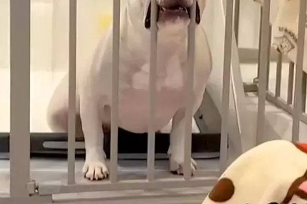 一時的に犬をケージに入れた結果→ふと横を見てみると…出してほしくてみせた『まさかの表情』が16万再生「ずるすぎるｗｗ」「作戦成功」