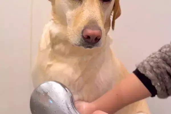 雨の日、散歩から帰った大型犬を『シャワーで温めた』結果→睡魔が襲ってきて…まるで『おじさんのような光景』に反響「顔ｗ」「ネムネムモード」