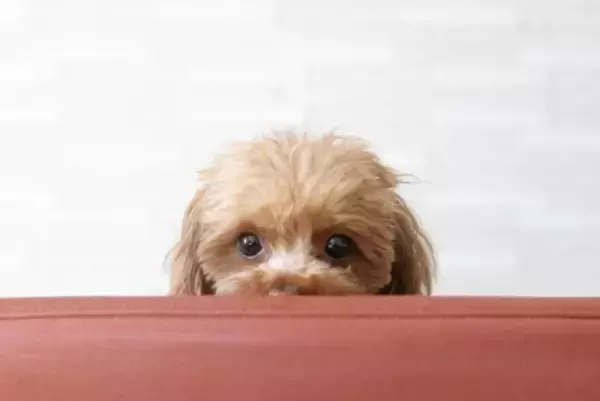 犬がいじけている時にする行動5選　拗ねてしまう理由や適切な対応とは？