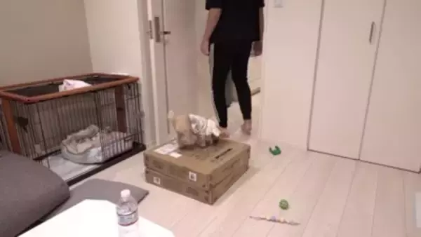 犬を飼ったので『部屋にタイルマットを敷き詰めた』結果…思った以上に『喜びが限界突破する光景』が364万再生「スライディングｗ」「可愛い」