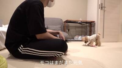 犬を飼ったので『部屋にタイルマットを敷き詰めた』結果…思った以上に『喜びが限界突破する光景』が364万再生「スライディングｗ」「可愛い」