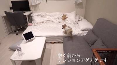 犬を飼ったので『部屋にタイルマットを敷き詰めた』結果…思った以上に『喜びが限界突破する光景』が364万再生「スライディングｗ」「可愛い」