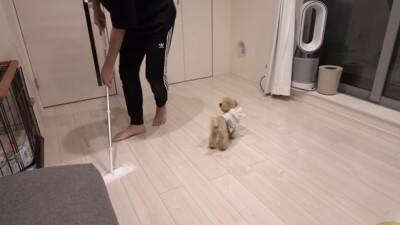 犬を飼ったので『部屋にタイルマットを敷き詰めた』結果…思った以上に『喜びが限界突破する光景』が364万再生「スライディングｗ」「可愛い」