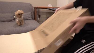 犬を飼ったので『部屋にタイルマットを敷き詰めた』結果…思った以上に『喜びが限界突破する光景』が364万再生「スライディングｗ」「可愛い」