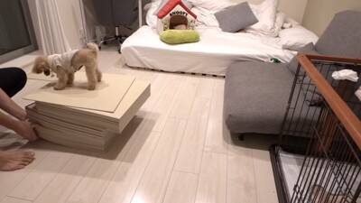 犬を飼ったので『部屋にタイルマットを敷き詰めた』結果…思った以上に『喜びが限界突破する光景』が364万再生「スライディングｗ」「可愛い」