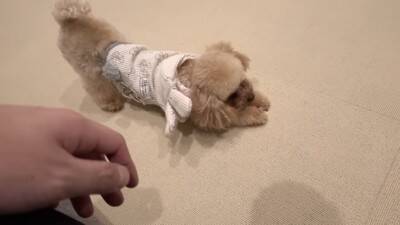 犬を飼ったので『部屋にタイルマットを敷き詰めた』結果…思った以上に『喜びが限界突破する光景』が364万再生「スライディングｗ」「可愛い」