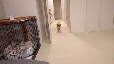 犬を飼ったので『部屋にタイルマットを敷き詰めた』結果…思った以上に『喜びが限界突破する光景』が364万再生「スライディングｗ」「可愛い」