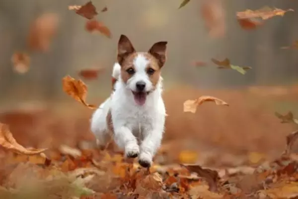 愛犬と一緒に楽しむ『秋の過ごし方』4選　おすすめのアクティビティや満喫するための秘訣をご紹介