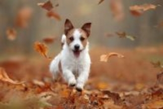 愛犬と一緒に楽しむ『秋の過ごし方』4選　おすすめのアクティビティや満喫するための秘訣をご紹介