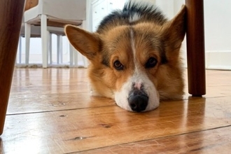 犬が秋に体調を崩しがちな理由4つ　季節の変わり目に起こる変化とは？対処法まで解説