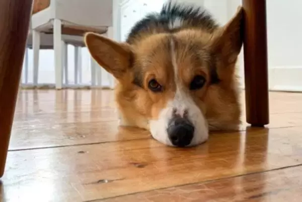 犬が秋に体調を崩しがちな理由4つ　季節の変わり目に起こる変化とは？対処法まで解説