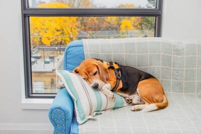 犬が秋に体調を崩しがちな理由4つ　季節の変わり目に起こる変化とは？対処法まで解説