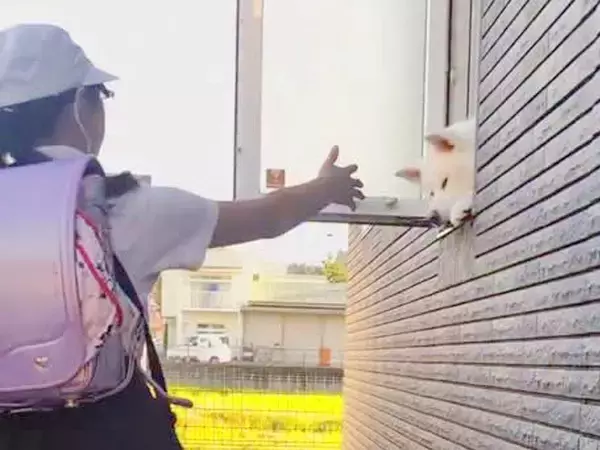 小学校に行く女の子→秋田犬がお見送りとお出迎えをしてくれて…愛情のこもった『日常の風景』に反響「幸せ過ぎる」「大好きなんだ」と5万再生