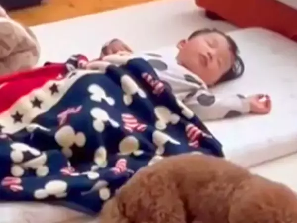 『可愛すぎるSP』お昼寝する小さな男の子を警備する犬→思った以上に『厳重すぎる体制』が122万再生「警備が完璧すぎ」「頼りがいがある」