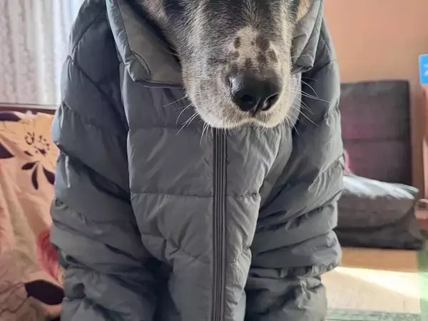 『飼い主のダウンジャケット』が大好きな犬→着せてみた結果…思っていたのと違う『表情』に1万いいね「不服そうｗ」「現実逃避の顔で草」