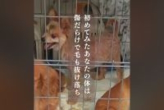 悪徳ブリーダーから保護された犬→毛は抜け落ち傷だらけ…幸せを掴むまでの物語に号泣「涙が止まらない」「幸せになってね」と9万再生の反響