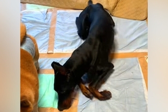 病気で立ち上がれなくなった大型犬…涙が止まらない『奇跡的な回復』をする光景が11万再生「頑張りに勇気もらった」「飼い主さんの愛が伝わる」