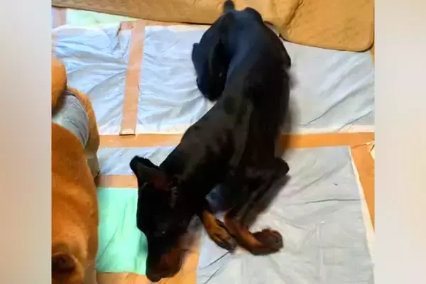 病気で立ち上がれなくなった大型犬…涙が止まらない『奇跡的な回復』をする光景が11万再生「頑張りに勇気もらった」「飼い主さんの愛が伝わる」