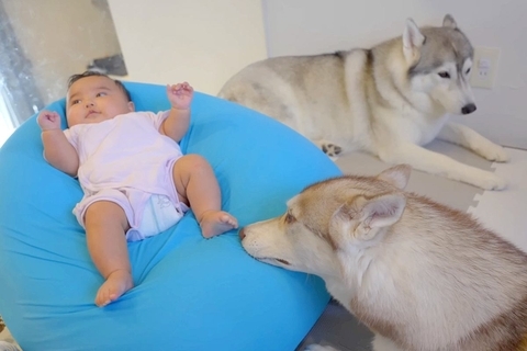 赤ちゃんがなかなか寝ないので『2匹のハスキー犬に預けてみた』結果…思わず頬が緩む『微笑ましい光景』に反響「なんてリッチ」「大好きなんだ」