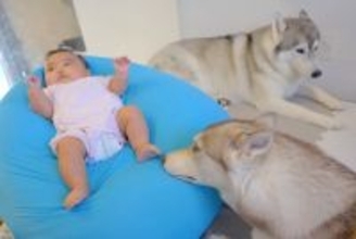 赤ちゃんがなかなか寝ないので『2匹のハスキー犬に預けてみた』結果…思わず頬が緩む『微笑ましい光景』に反響「なんてリッチ」「大好きなんだ」