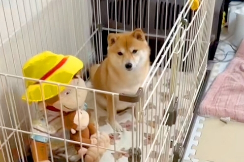 『トイレの業者』が来るので予行練習をした犬→約束の時間になると…『まさかの反応と展開』が15万再生「イメトレとはｗｗ」「最高すぎ」