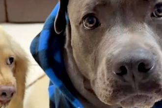 誕生日をお祝いしてもらう犬→浮かれていたら、もう1匹の犬が…まさかの『ブチキレている光景』に反響「悪い顔で草」「やきもちかな？ｗｗ」