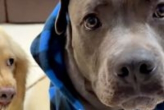 誕生日をお祝いしてもらう犬→浮かれていたら、もう1匹の犬が…まさかの『ブチキレている光景』に反響「悪い顔で草」「やきもちかな？ｗｗ」