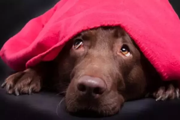 犬が飼い主の『目を見ない』ときの心理5つ　目をそらしてくるワケや適切な接し方まで