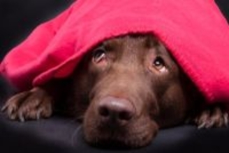 犬が飼い主の『目を見ない』ときの心理5つ　目をそらしてくるワケや適切な接し方まで