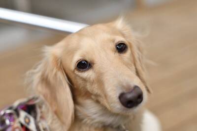 犬が飼い主の『目を見ない』ときの心理5つ　目をそらしてくるワケや適切な接し方まで